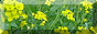 Flowers in a garden Button